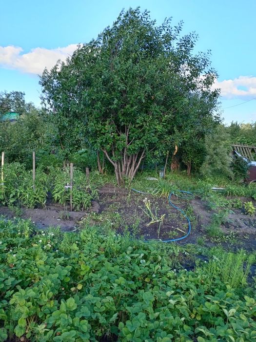 Продажа дачи в новопаловке