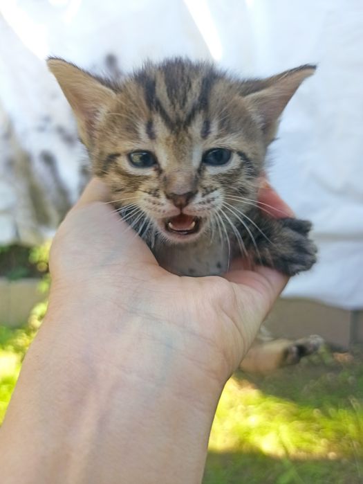 Отдам котят бесплатно