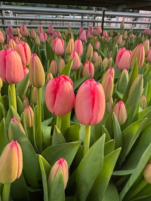 Тюльпаны оптом. Тюльпаны. Теплица