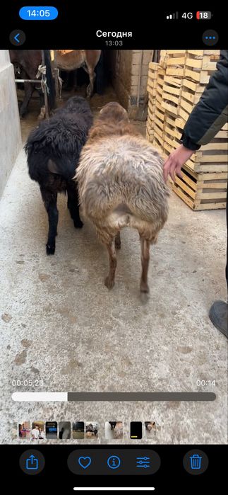 Жас саулыктар сатылады