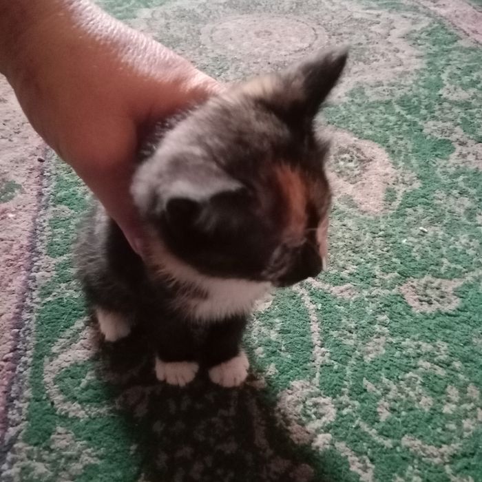Отдам котят в добрые руки..