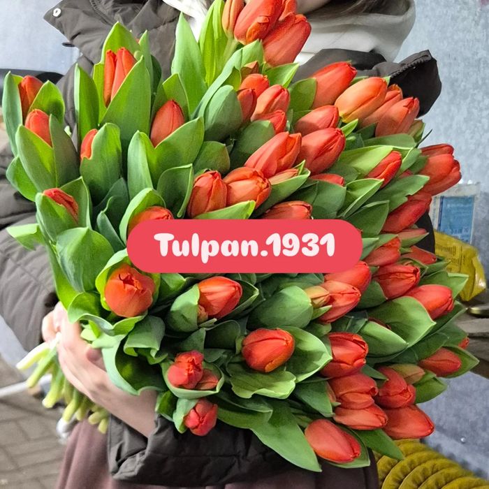 Тюльпаны к 8 марта