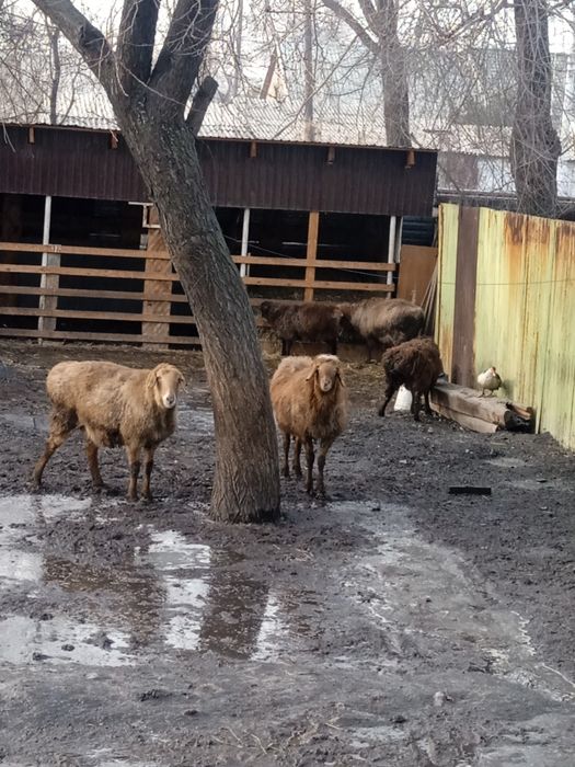 Токты, баран, кой