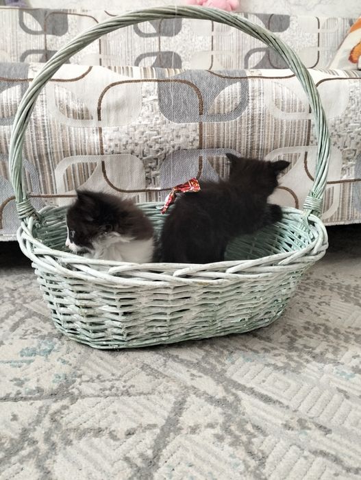 Котята в хорошие руки