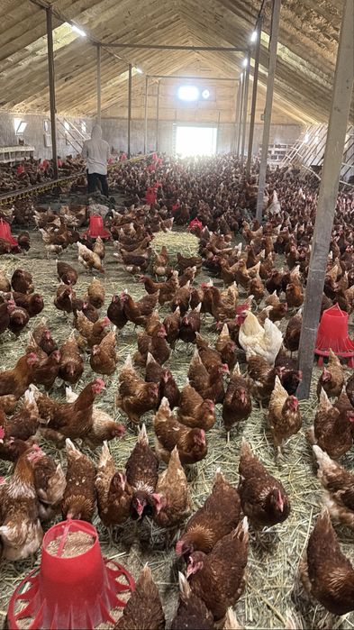 Куры несушки ломан браун занеслись