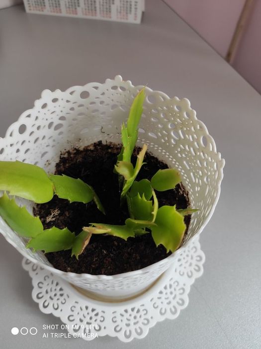 Продам белый декабрист