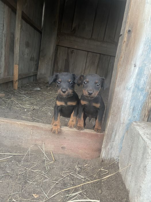 Продам щенят породы Ягтерьер