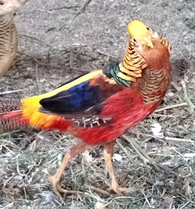 Продаются золотые фазаны