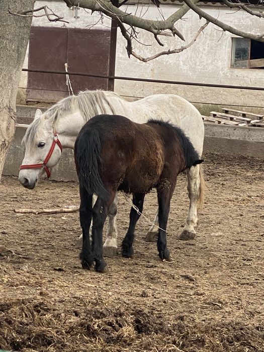 Vand iapa gestanta cu manza