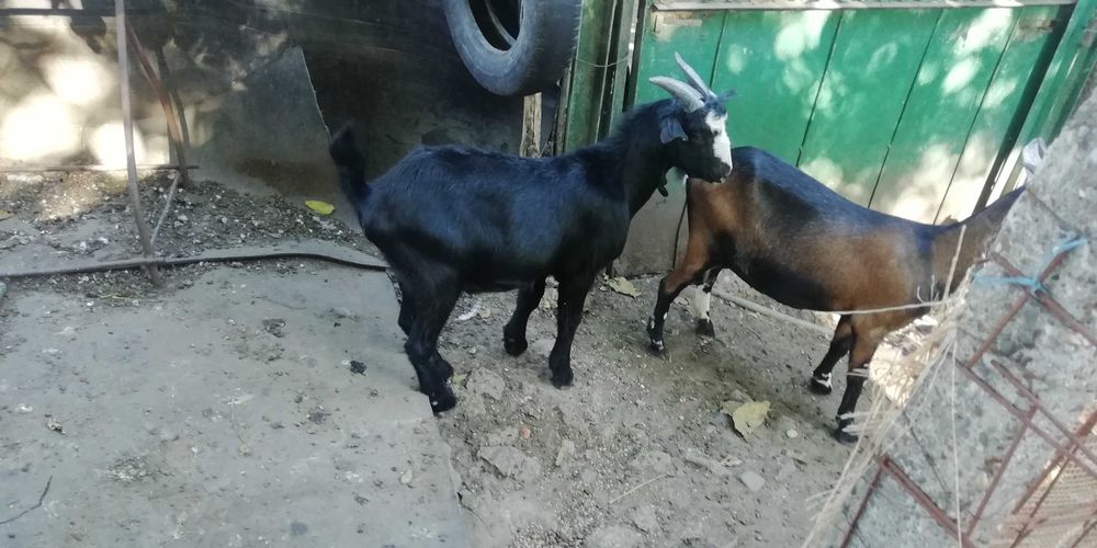 Tap pentru prasila de vanzare