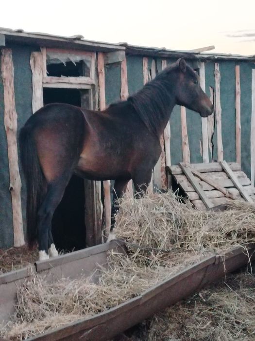 Продам Айгыра 900 000