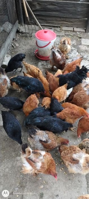 Vand 10 rate gălăgioase