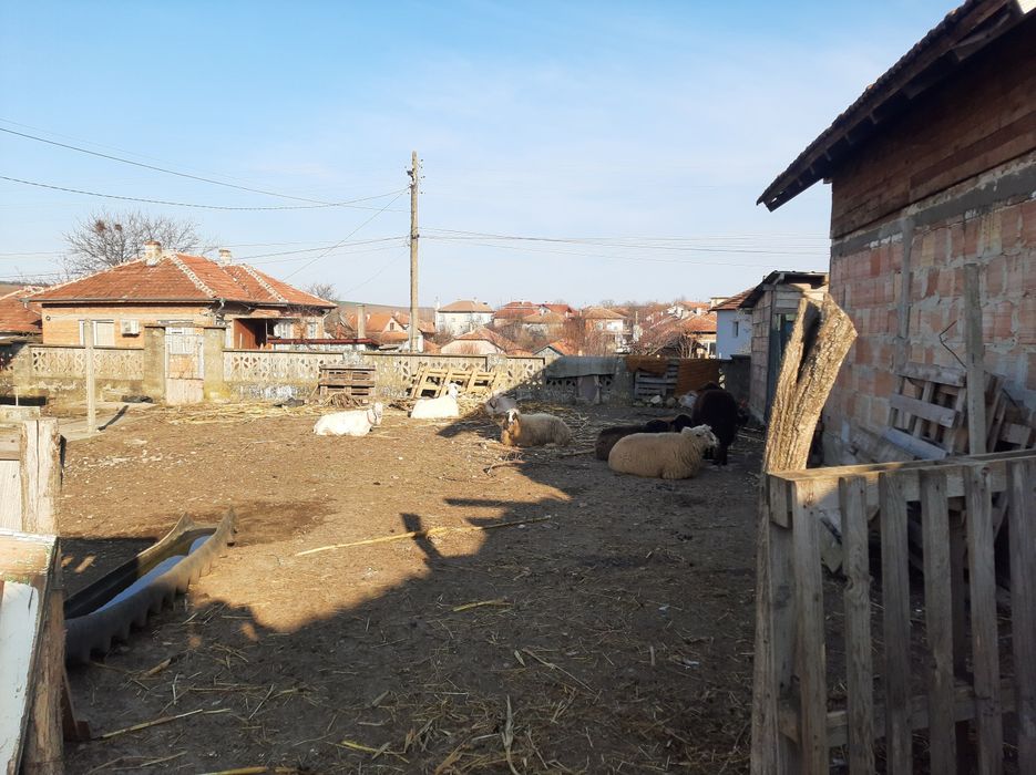 Две кози, майка и дъщеря