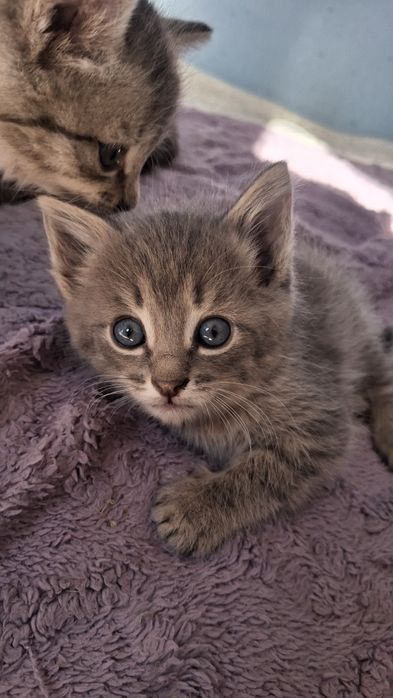 Очень милые котята