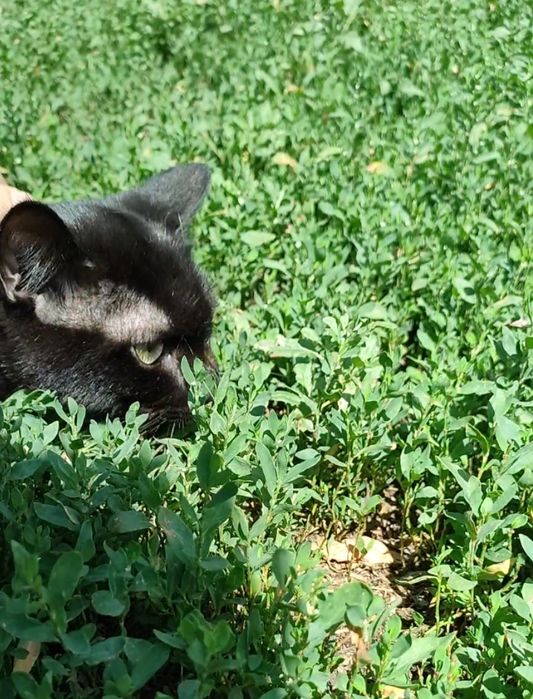 Кот, молоденький, ласковый.