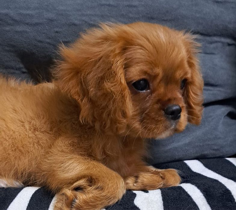 Продаются щенки Кавалер-Кинг Чарльз спаниель