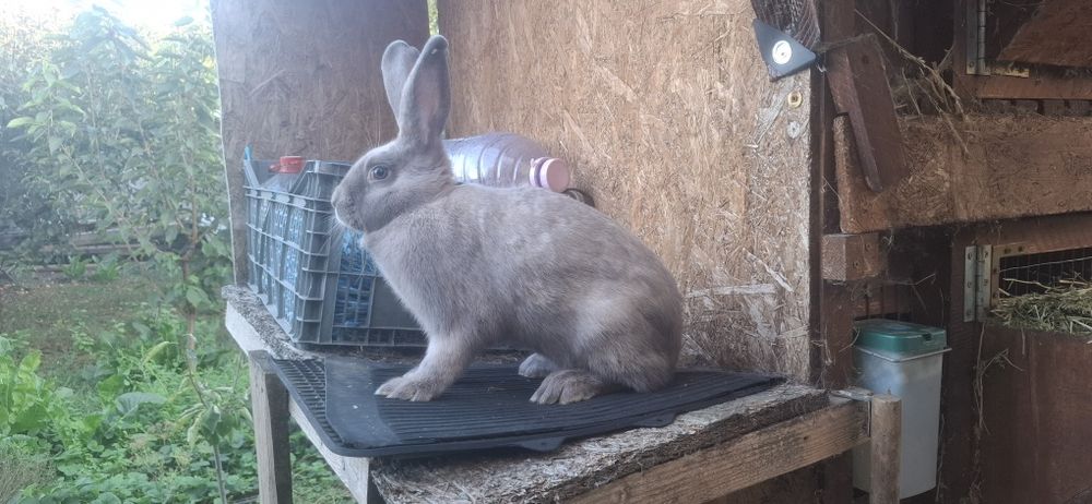 Iepuri secuiesti