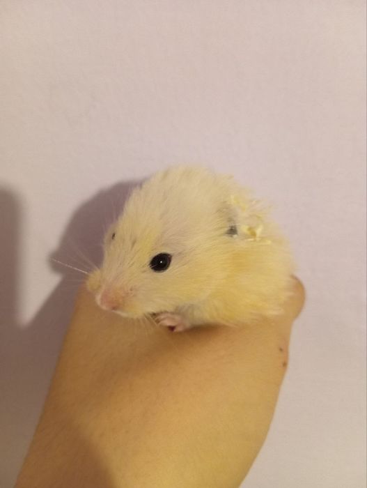 Продаётся хомяки породистый