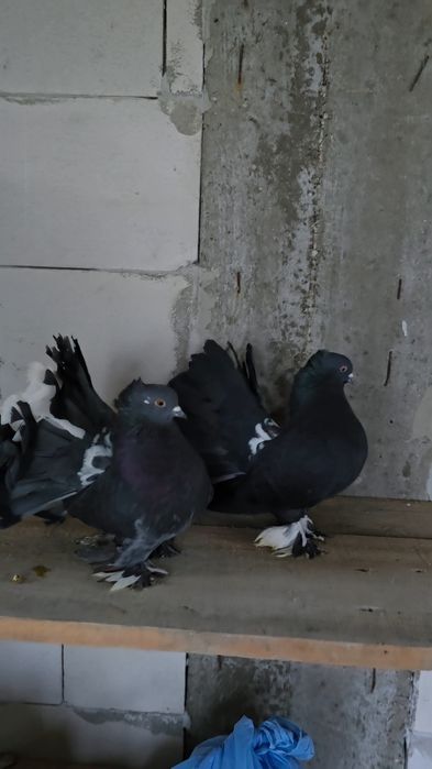 Porumbei de ornament,gulerati,indian,gusat de pomerania