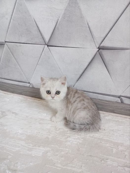 Продаю котят шиншиллы