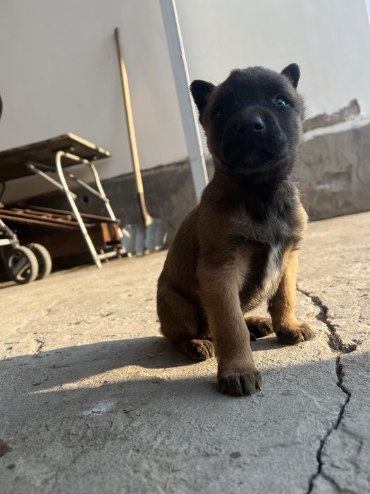 Щенки Бельгийская овчарка-Малинуа