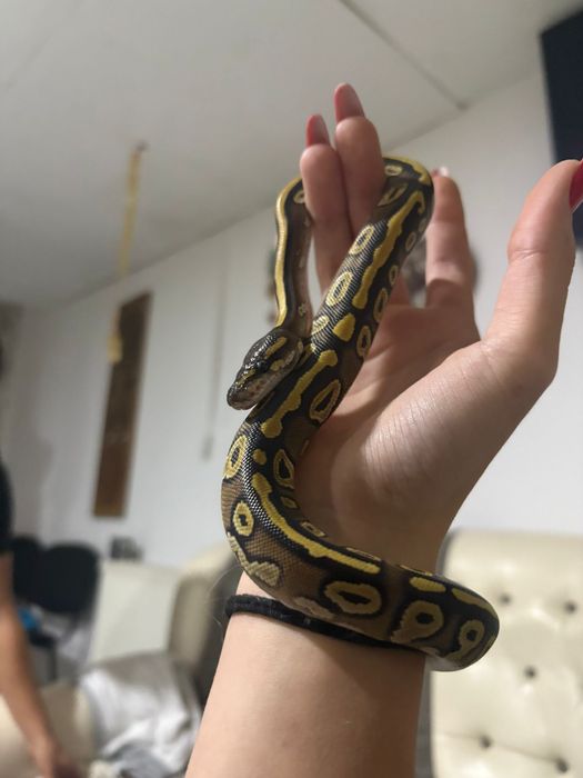 Piton regal de companie