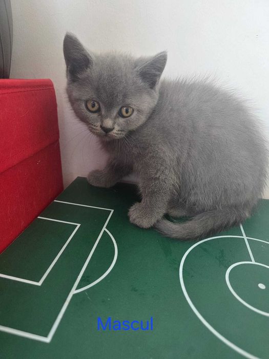 Pisoi drăgălași caută căsuțe!