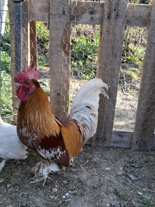 Vând un cocos pitic din linie  foarte bună