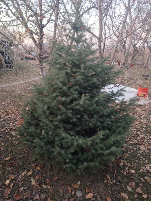 Продам живую Тянь-Шаньскую ель