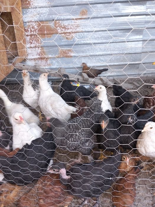 Puicuțe de oua !