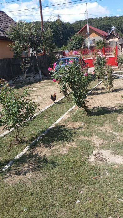 Vând găinușe de munte!