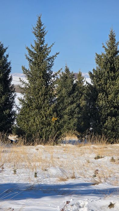 Ёлки таньшаньские 12м