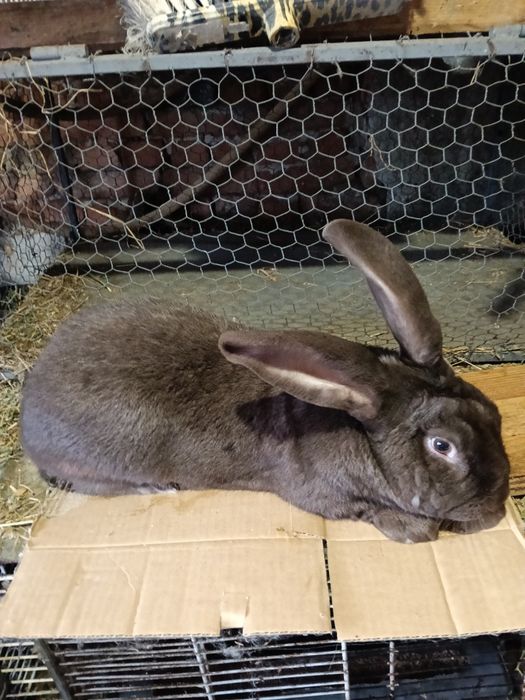 Vând Iepuri multiple rase