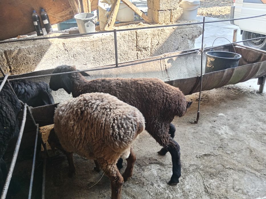 Egizak qoylar sotiladi rasmdagi qoy va qochqorl