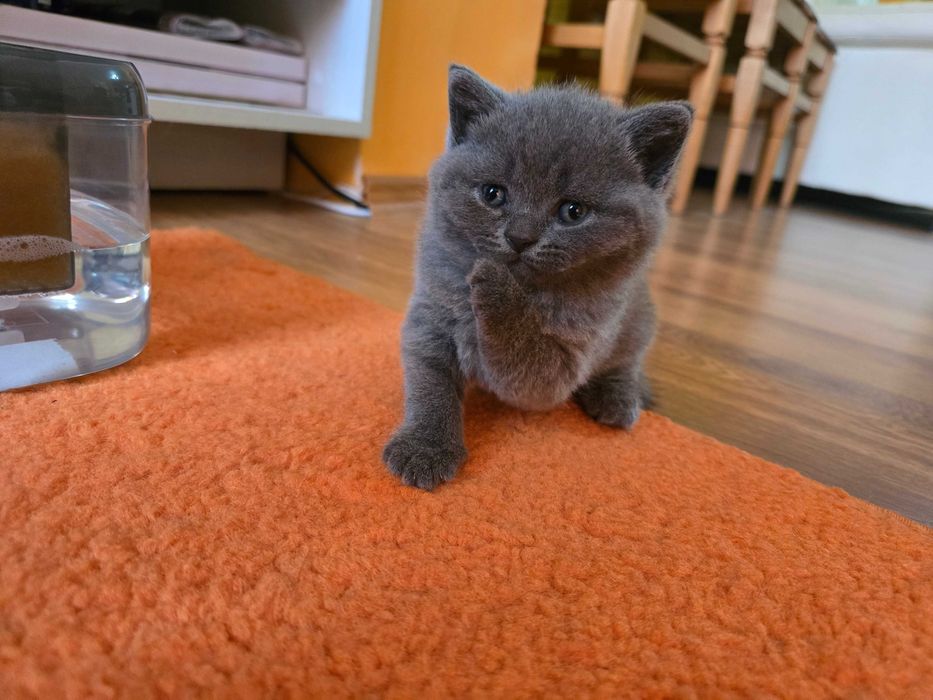 Британски котета