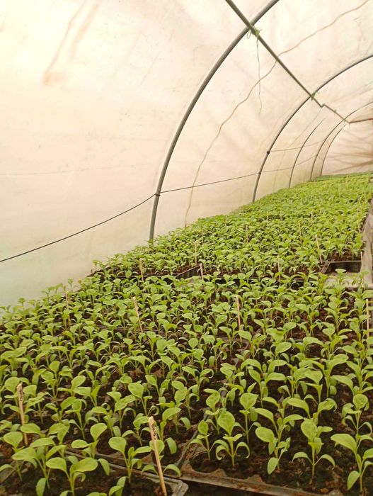 VAND RASADURI DE :Rosii,Ardei,Vinete,Castraveti din soiuri si hibrizi