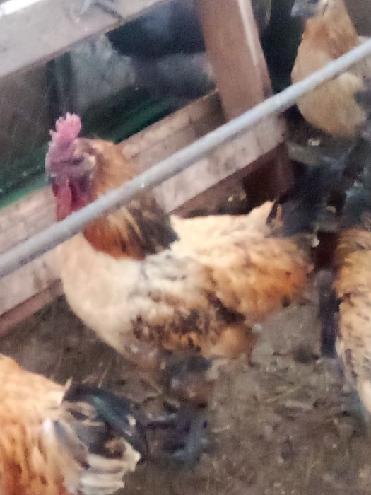 Продам петушков Лакеданзи