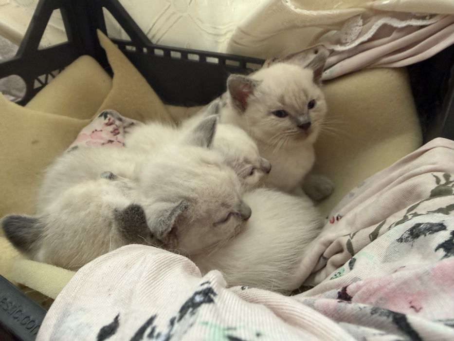 Отдам сиамских котят в хорошие руки