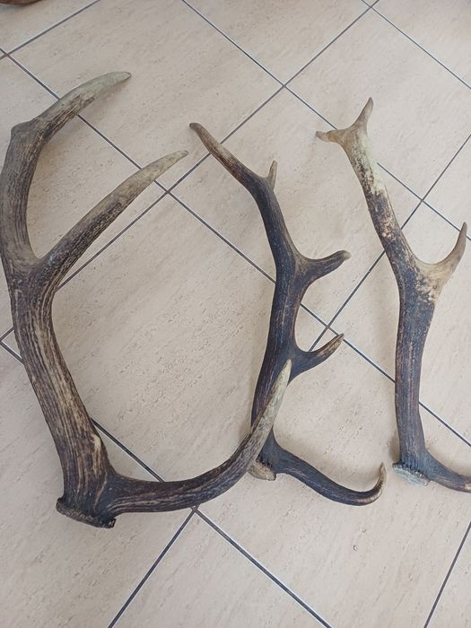 Coarne de cerb 60 70 cm