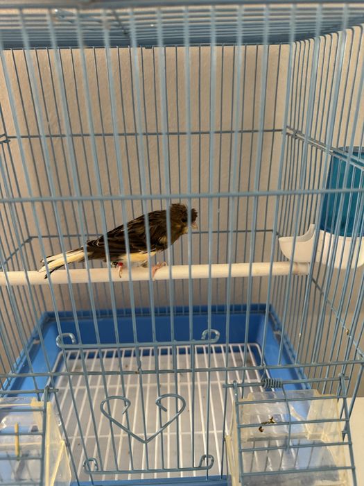 Канарека мода тайор сотилади