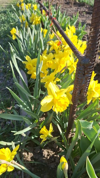 Свежие нарциссы с участка