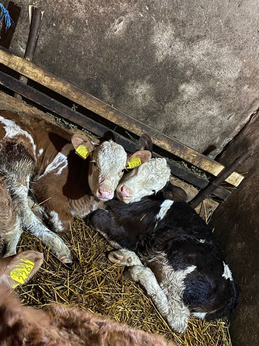 Viței preîncărcați