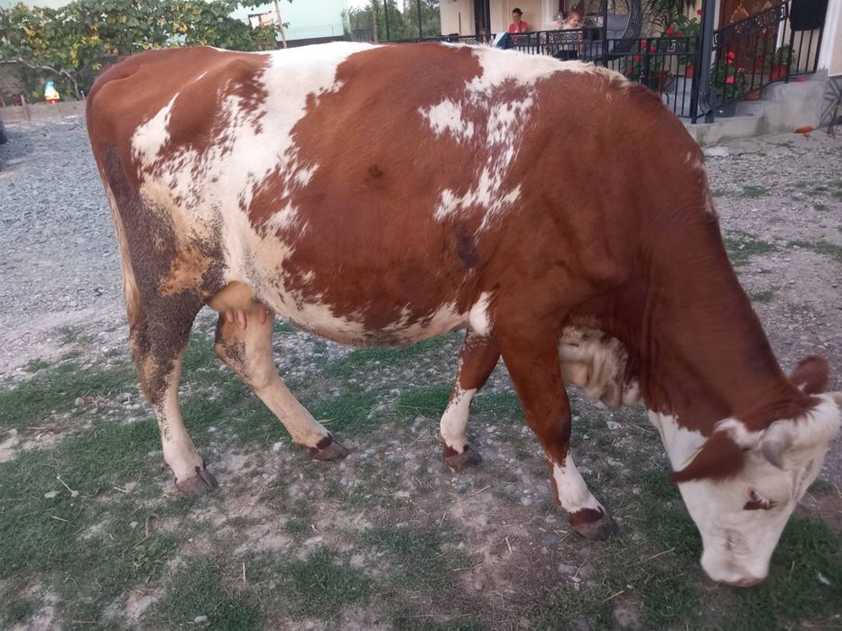 Se vinde vacă bălțată