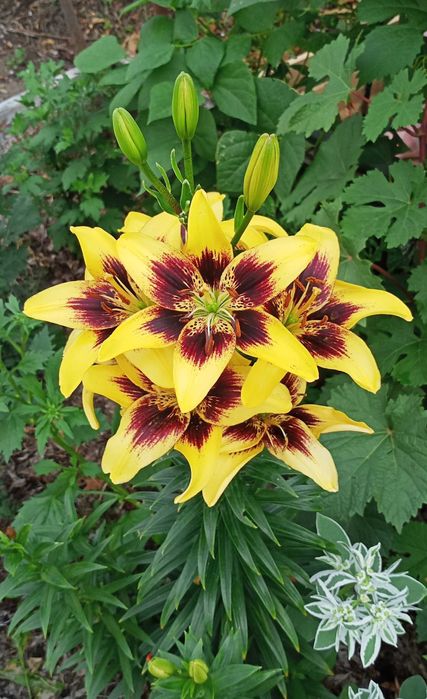 Продам дачу,общ. Романтик