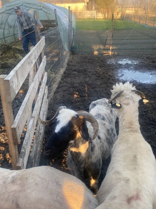 Vand o oie la adoua fatare