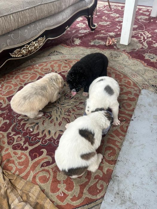 Продаем щенков (Алабай)