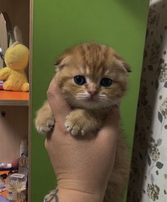 Продам шотландского котенка