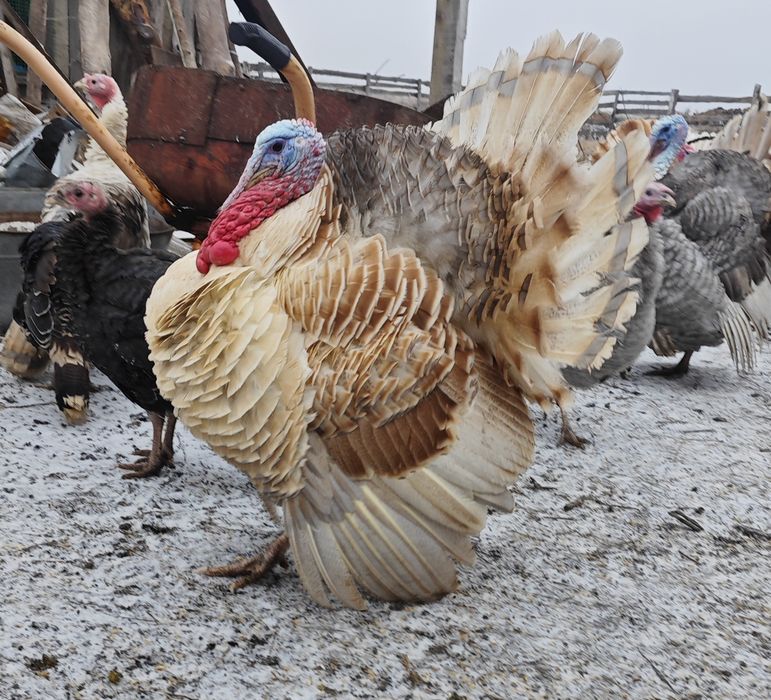Продам индюков, описание