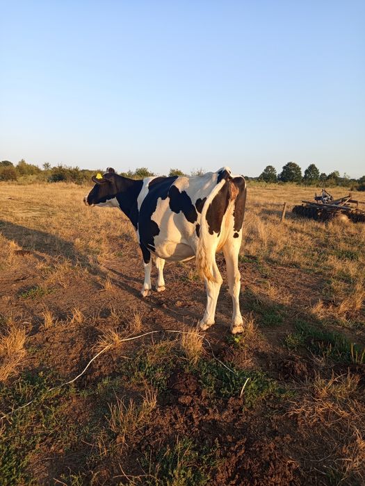 Vând vacă Holstein