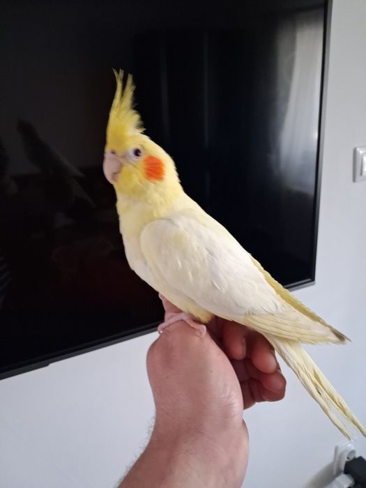 Vand papagal, blând, 7 luni